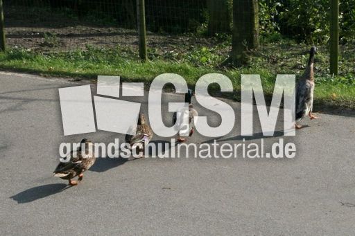 Enten-Marsch_5855.JPG